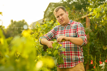 Image showing Mant prune grape brunch, work on a family farm