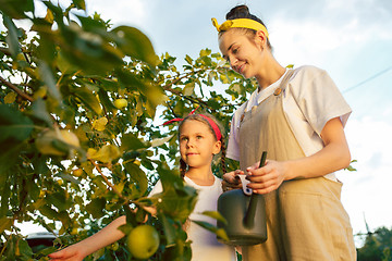 Image showing The happy young family during picking apples in a garden outdoors