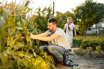 Image showing The happy young family during picking corns in a garden outdoors