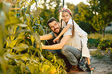 Image showing The happy young family during picking corns in a garden outdoors