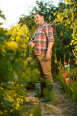 Image showing Mant prune grape brunch, work on a family farm