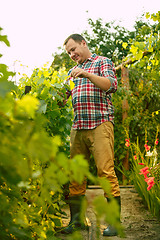 Image showing Mant prune grape brunch, work on a family farm