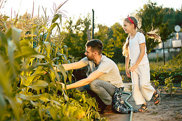 Image showing The happy young family during picking corns in a garden outdoors