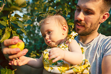 Image showing The happy young family during picking apples in a garden outdoors