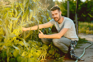 Image showing handsome farmer in his thirties picking corn on a field