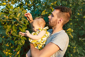 Image showing The happy young family during picking apples in a garden outdoors