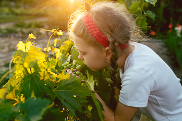 Image showing The child girl and grape brunch, work on a family farm