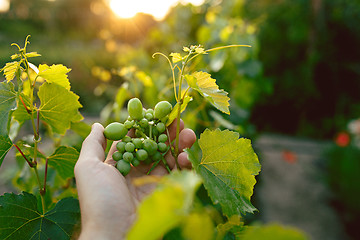 Image showing The male hand and grape brunch, work on a family farm