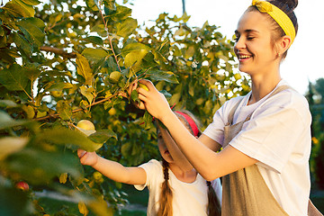 Image showing The happy young family during picking apples in a garden outdoors