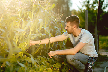 Image showing handsome farmer in his thirties picking corn on a field