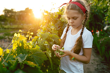 Image showing The child girl and grape brunch, work on a family farm