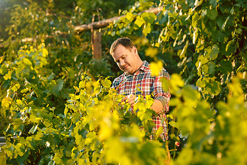 Image showing Mant prune grape brunch, work on a family farm