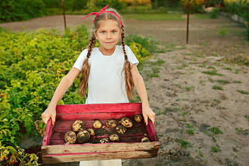 Image showing The Children on the harvest of potatoes.