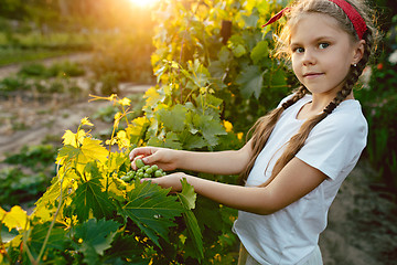 Image showing The child girl and grape brunch, work on a family farm