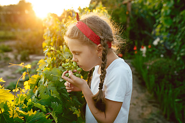 Image showing The child girl and grape brunch, work on a family farm