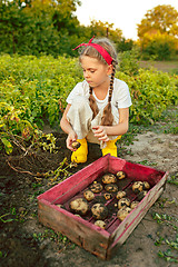 Image showing The Children on the harvest of potatoes.