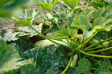 Image showing Zucchini plant. Zucchini flower. Green vegetable marrow growing on bush
