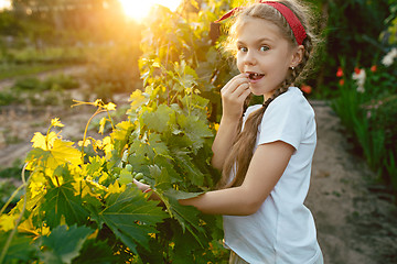 Image showing The child girl and grape brunch, work on a family farm