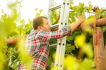 Image showing Mant prune grape brunch, work on a family farm