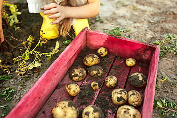 Image showing The Children on the harvest of potatoes.