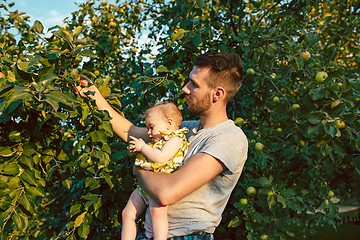 Image showing The happy young family during picking apples in a garden outdoors