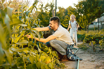 Image showing The happy young family during picking corns in a garden outdoors