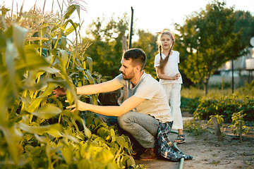 Image showing The happy young family during picking corns in a garden outdoors