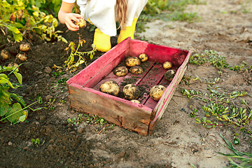 Image showing The Children on the harvest of potatoes.