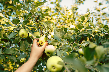 Image showing The male hand during picking apples in a garden outdoors