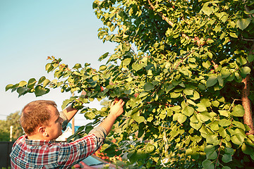 Image showing The male hand during picking apples in a garden outdoors