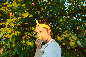 Image showing The woman during picking apricot in a garden outdoors