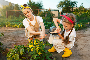 Image showing The happy family in garden. Water from a watering can is poured on a pepper on a bed