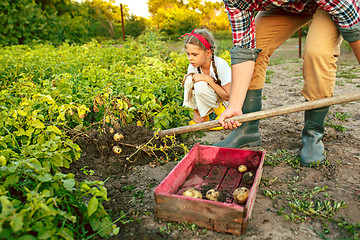 Image showing farming, gardening, agriculture and people concept - young man planting potatoes at garden or farm