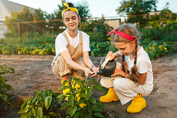 Image showing The happy family in garden. Water from a watering can is poured on a pepper on a bed
