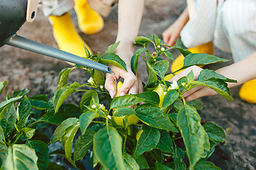 Image showing water from a watering can is poured on a pepper on a bed