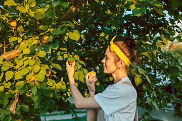 Image showing The woman during picking apricot in a garden outdoors