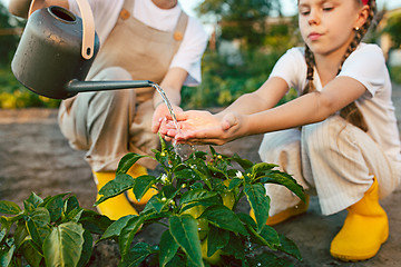 Image showing The happy family in garden. Water from a watering can is poured on a pepper on a bed