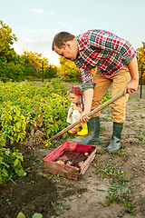 Image showing farming, gardening, agriculture and people concept - young man planting potatoes at garden or farm