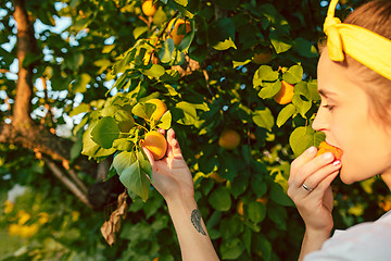 Image showing The woman during picking apricot in a garden outdoors