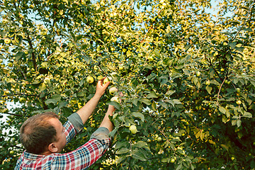 Image showing The male hand during picking apples in a garden outdoors