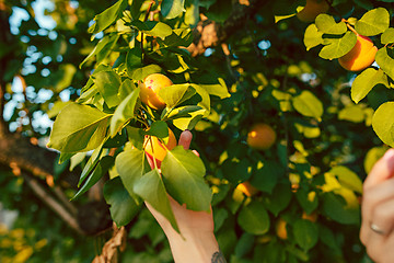 Image showing The male hand during picking apricot in a garden outdoors