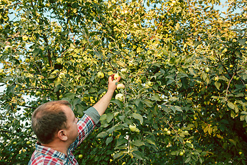 Image showing The male hand during picking apples in a garden outdoors