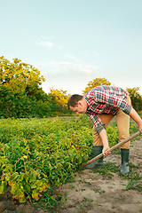 Image showing farming, gardening, agriculture and people concept -