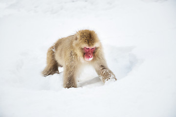 Image showing japanese macaque or monkey searching food in snow