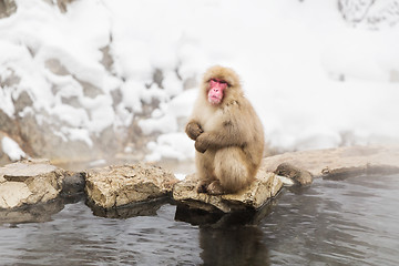 Image showing japanese macaque or snow monkey in hot spring