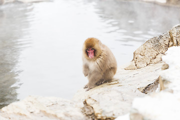 Image showing japanese macaque or snow monkey in hot spring