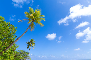 Image showing palm trees over blue sky