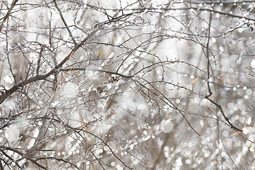 Image showing Birch trunk in nature