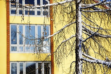 Image showing silhouette of larches in winter against the yellow wall 