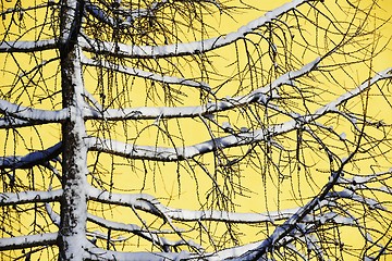 Image showing silhouette of larches in winter against the yellow wall 